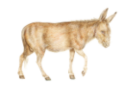 Drawing of Donkey
