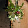 99 St Helen's - Pew End Decoration Christmas 2017